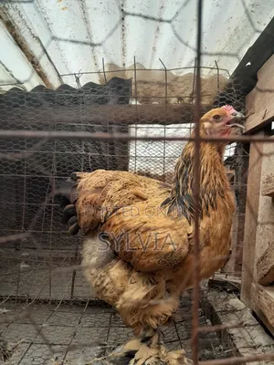 Cleanlife Farms