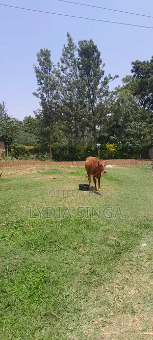 0.25 Hactares Land for Sale
