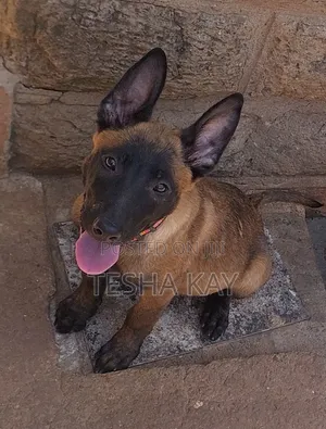 3-6 months Female Purebred Belgian Malinois