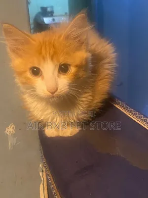 1-3 months Female Purebred American Curl