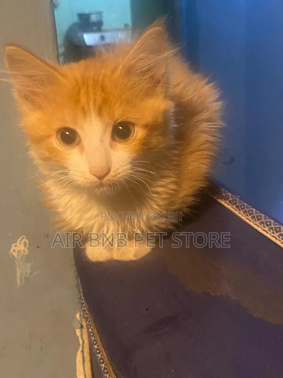 1-3 months Female Purebred American Curl