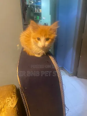 1-3 months Female Purebred American Curl