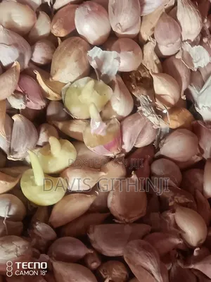 Garlic/Saumu Seeds