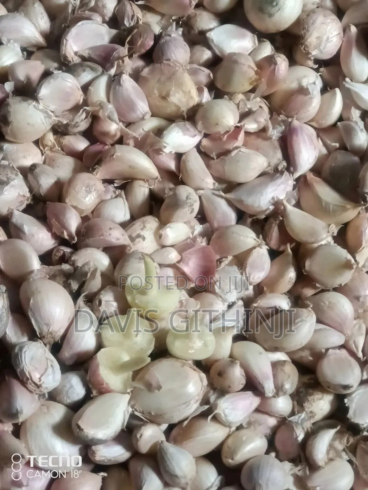Garlic/Saumu Seeds