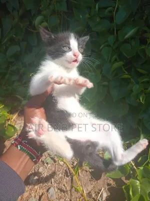 1-3 months Female Purebred American Shorthair