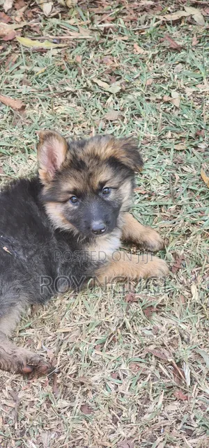 1-3 months Male Purebred German Shepherd