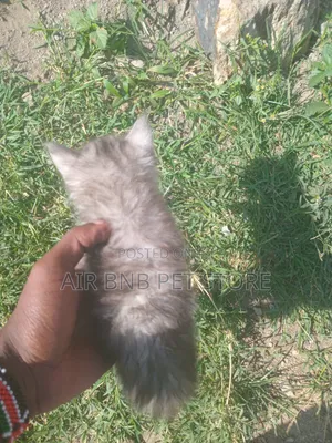 1-3 months Female Purebred American Curl