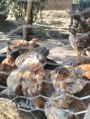2 and Have Months Chicken