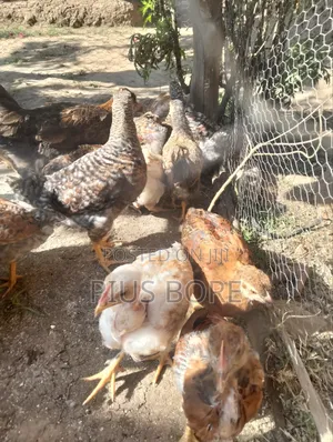 2 and Have Months Chicken