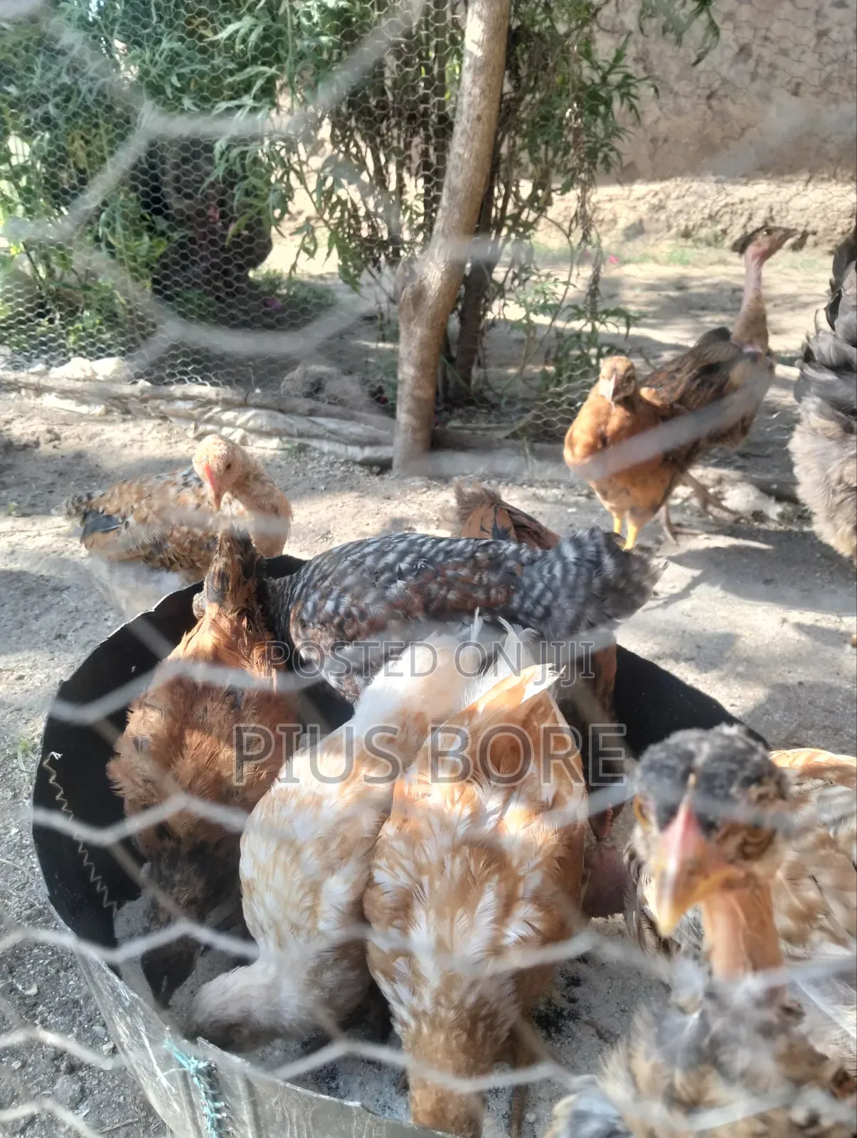Chickens for Sale