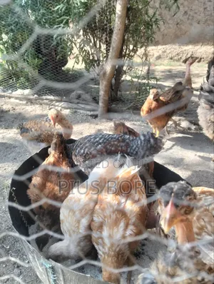 Chickens for Sale