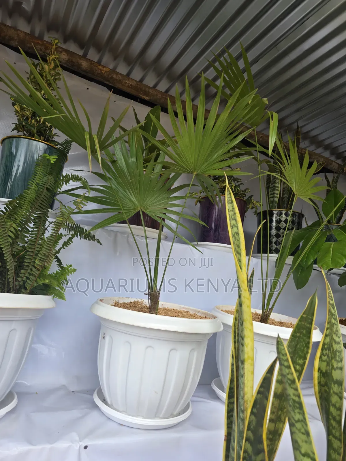 Live Semishade Plants Balcony Plants
