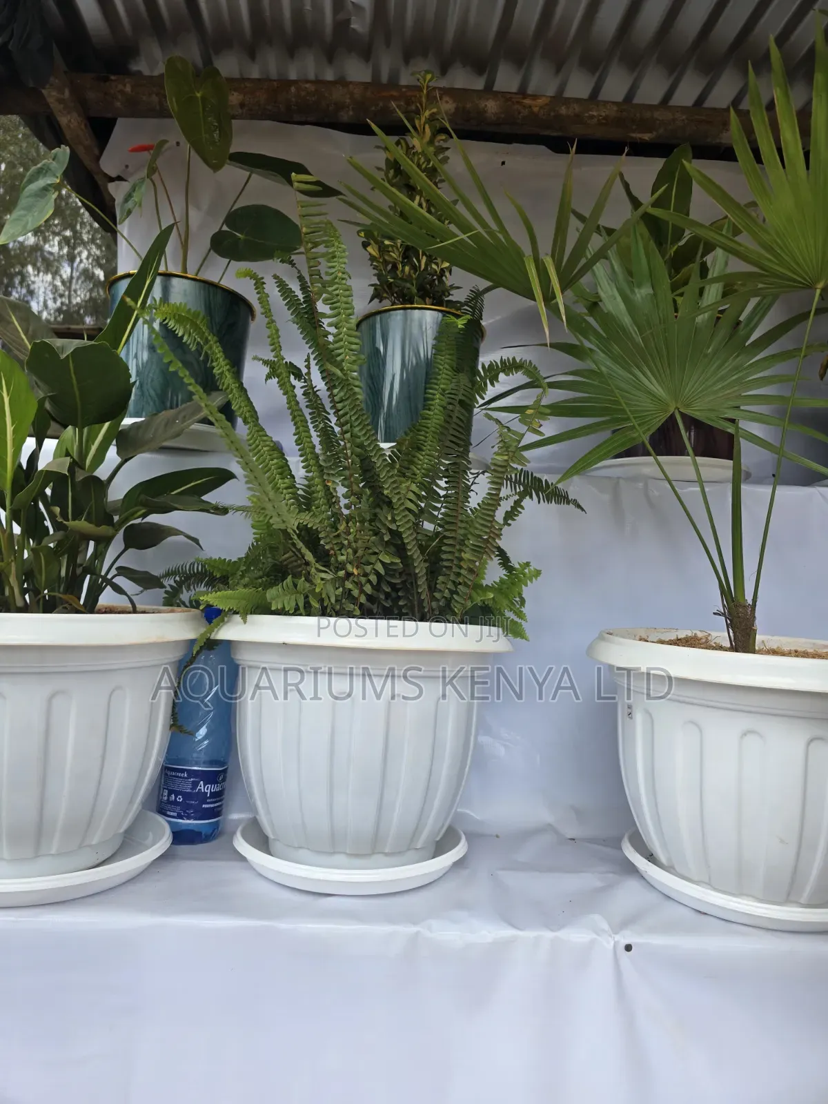 Home and Office Plants Live Plants
