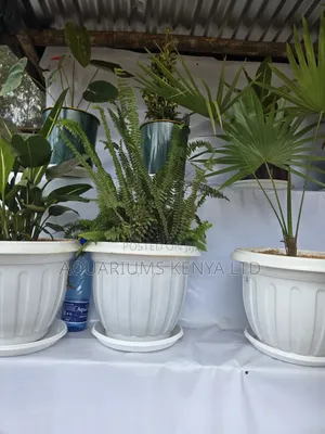Home and Office Plants Live Plants