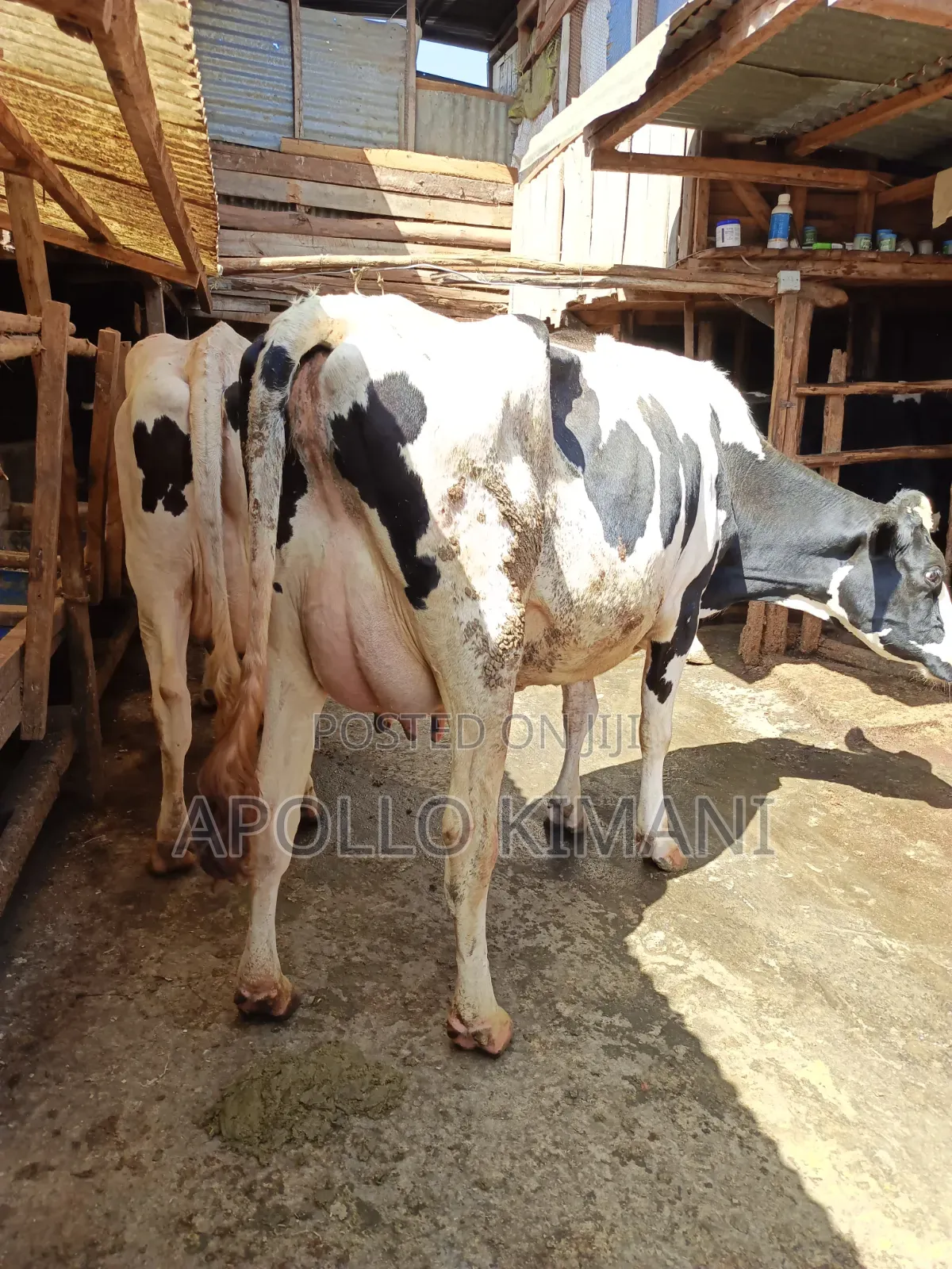 Pedigree Dairy Cows on Sale