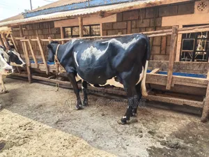 Pedigree Dairy Cows on Sale