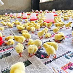 Day-Old Chicks for Sale – Quality Poultry Chicks