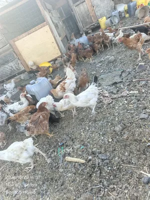 Poultry Farming