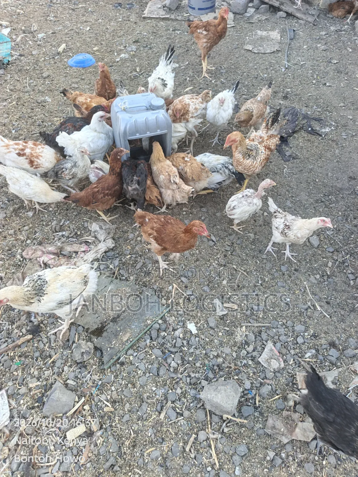 Poultry Farming