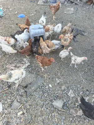 Poultry Farming