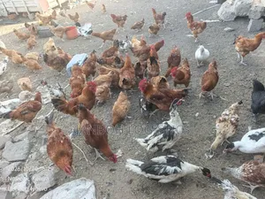 Poultry Farming