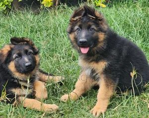 3-6 months Male Purebred German Shepherd