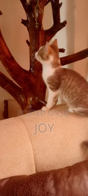 3-6 months Male Mixed Breed Persian