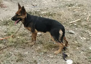 3-6 months Female Purebred German Shepherd
