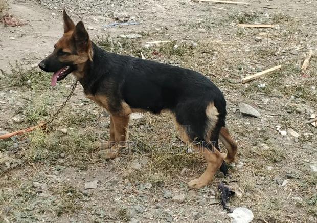 3-6 months Female Purebred German Shepherd