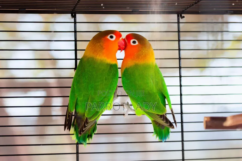 Love Birds