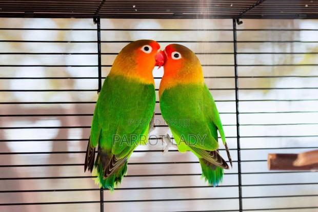 Love Birds