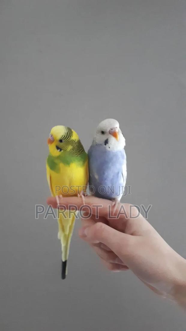 Beautiful Budgies