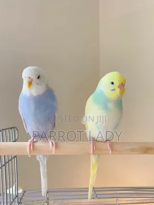 Beautiful Budgies