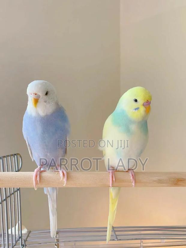 Beautiful Budgies - thumbnail 2