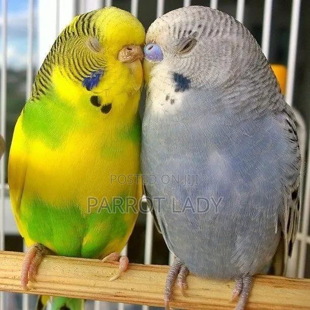 Beautiful Budgies - thumbnail 3