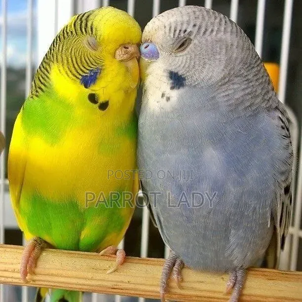 Beautiful Budgies