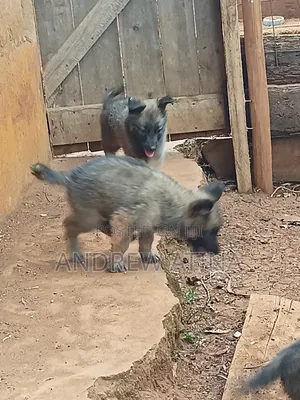 1-3 months Male Purebred German Shepherd