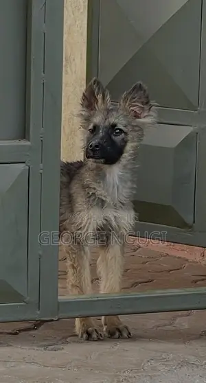 3-6 months Female Purebred German Shepherd