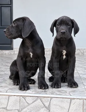 1-3 months Female Purebred Great Dane