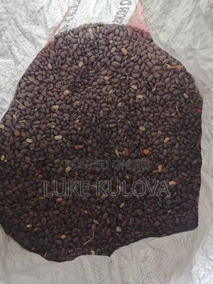Good Quality Beans and Maize for Sale