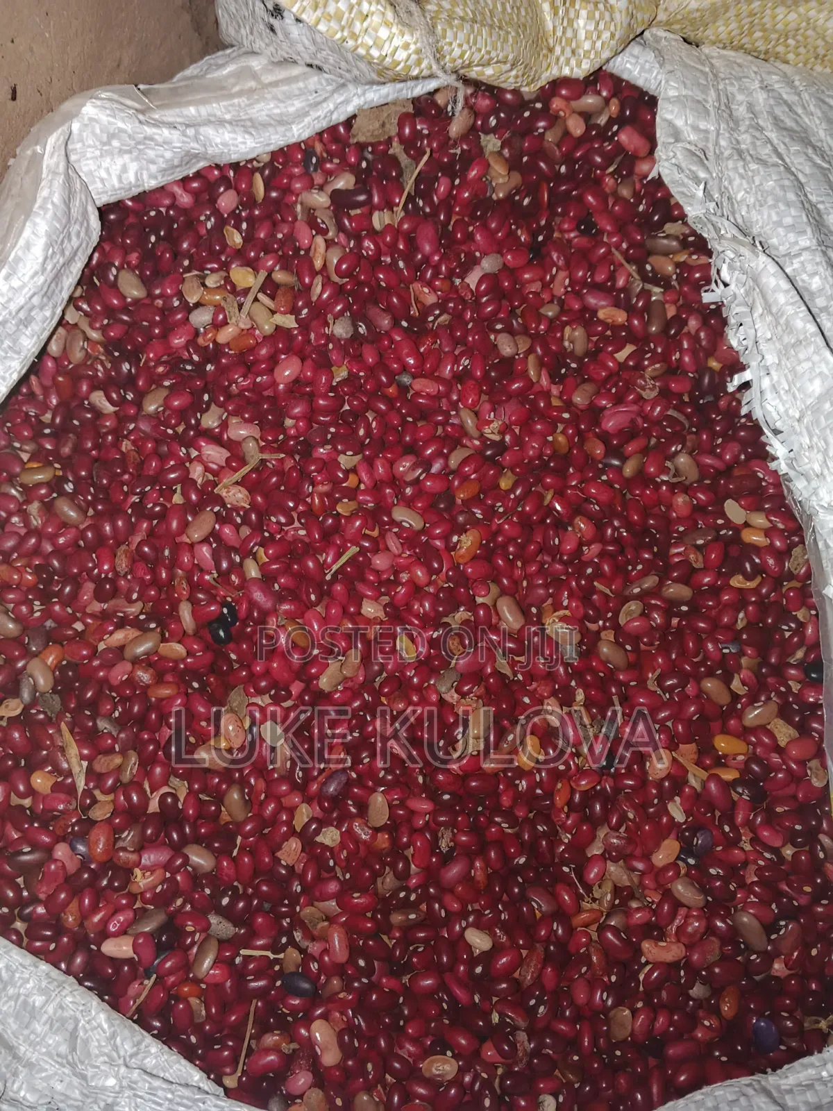 Good Quality Beans and Maize for Sale