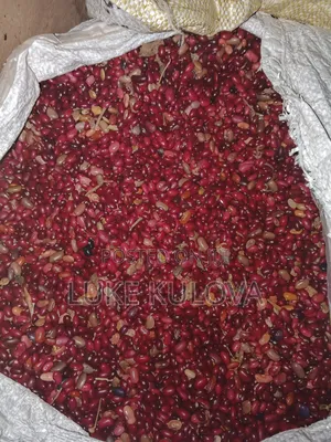 Good Quality Beans and Maize for Sale