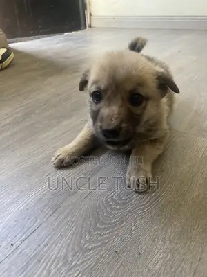 1-3 months Female Mixed Breed German Shepherd