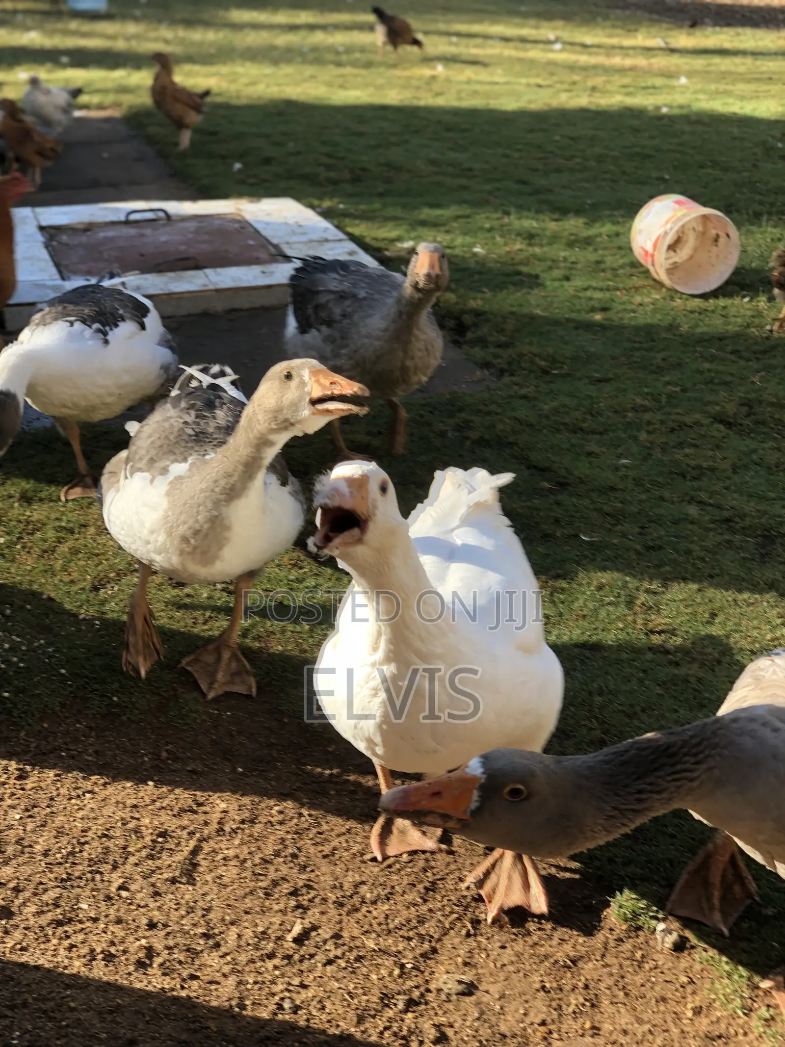 Giant Geese