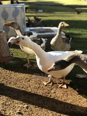 Giant Geese