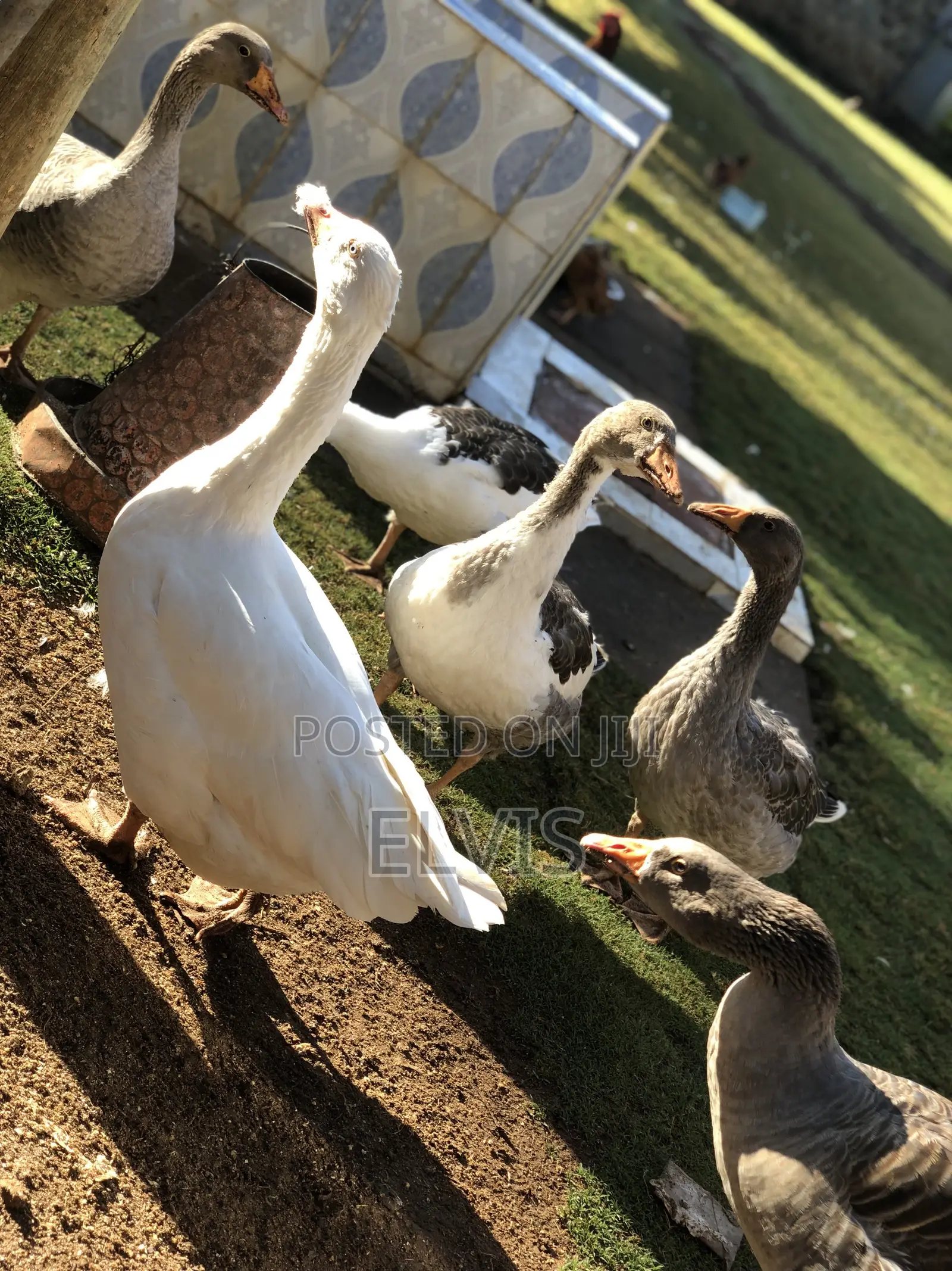 Giant Geese