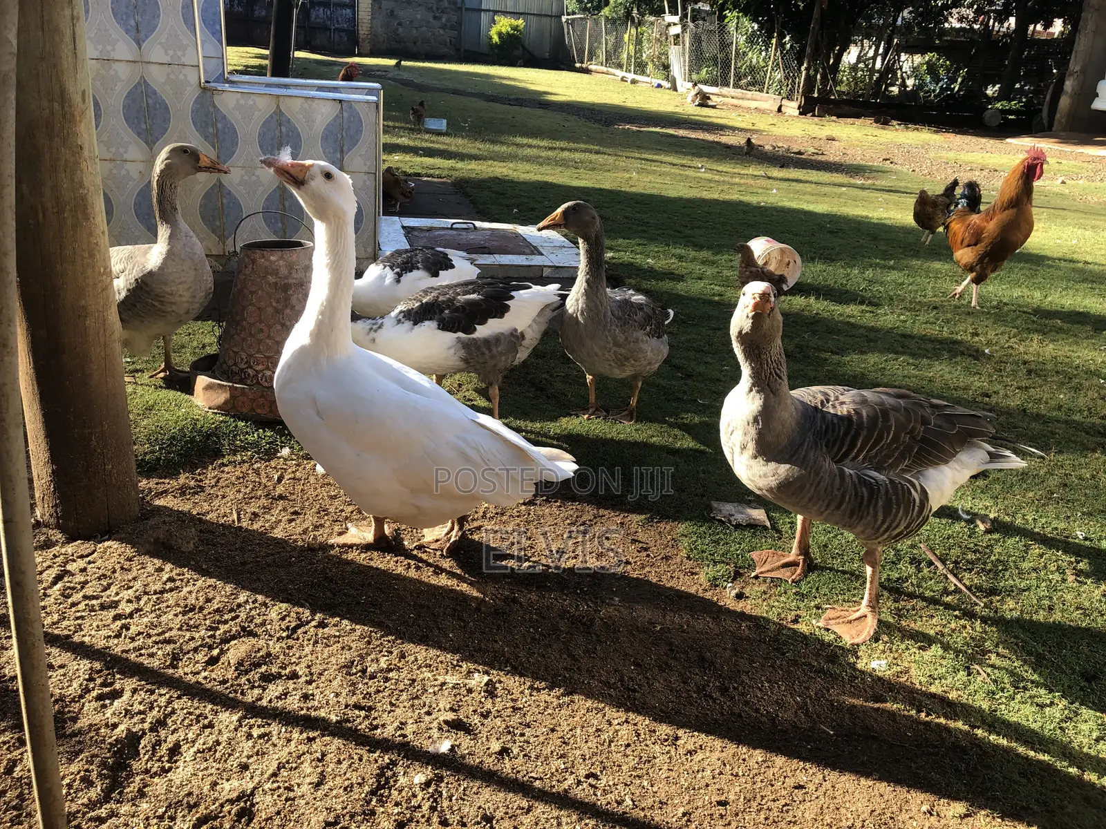 Giant Geese