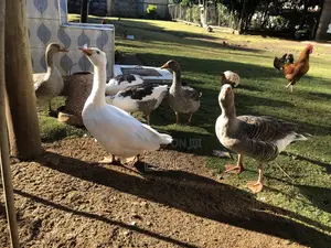Giant Geese