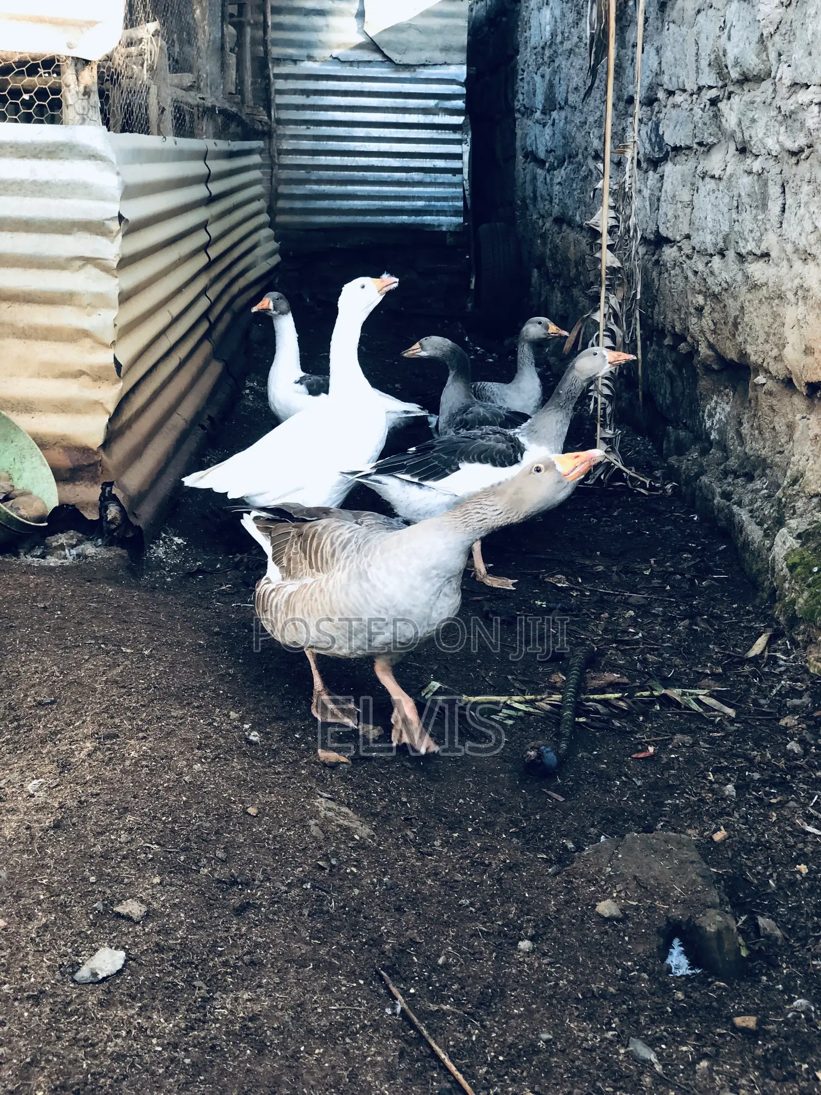 Giant Geese