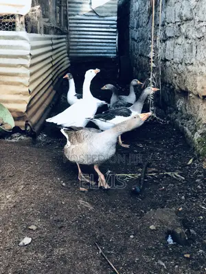 Giant Geese